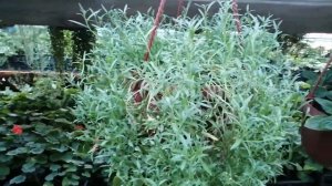 Самое главное разочарование сезона 2021! Алиссум вегетативными ампельный.