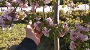 САКУРЫ. ОСНОВНЫЕ СОРТА, РАЗЛИЧИЯ И ПРОБЛЕМЫ ВЫРАЩИВАНИЯ