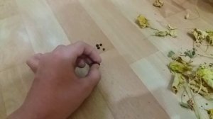 Тунбергия осенью , сбор семян