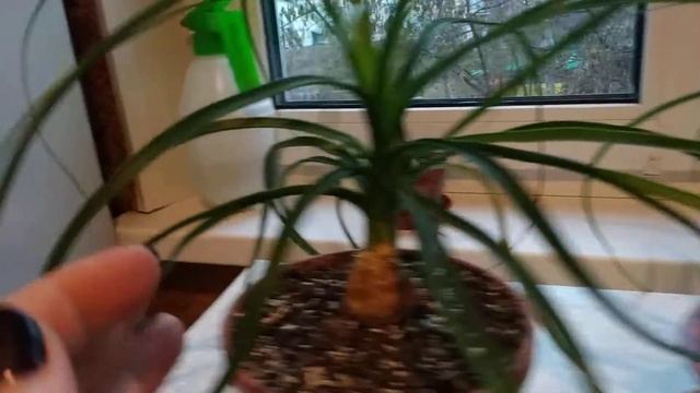 Нолины. Выращивание и уход. смотреть онлайн