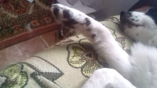 Собака шевелит лапами во сне! такое впервые с нами!!! смотреть онлайн