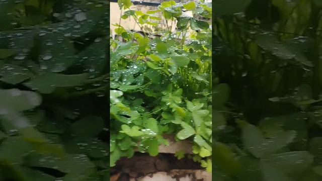 Gornensky Convent Кисличка смотреть онлайн