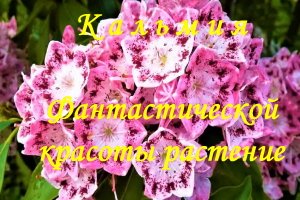 Кальмия