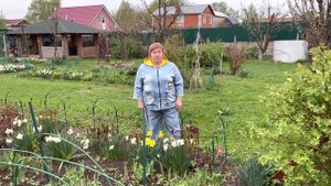 Почему не цветут нарциссы?!