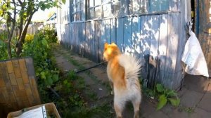 Разница между карело-финской лайкой и финским шпицем