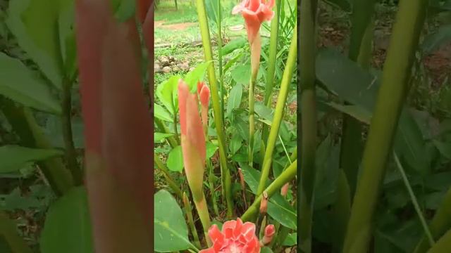 Ginger flower Torch lilly