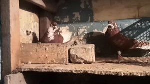 Мои Красные голуби