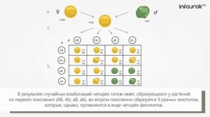 Дигибридное скрещивание. Закон независимого наследования признаков