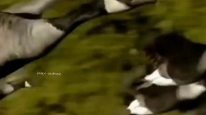 Утки. Дикие утки. Домашние утки. Мир уток