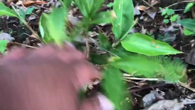 Growing RED GINGER = ALPINIA PURPURATA (1year update) смотреть онлайн