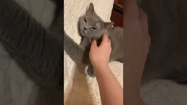 красивая британская кошка по имени Герцогиня❤️❤️❤️❤️#британскаякошка #видеоскотами #британскийкот