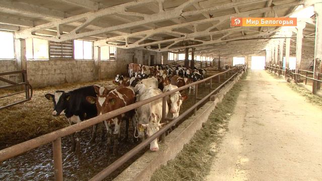 Вице-президент РАН оценила исследования Белгородского НОЦа смотреть онлайн