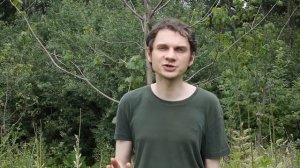 Кармашки сливы – заболевание сливы, вызываемое тафриной сливовой и методы борьбы с ним