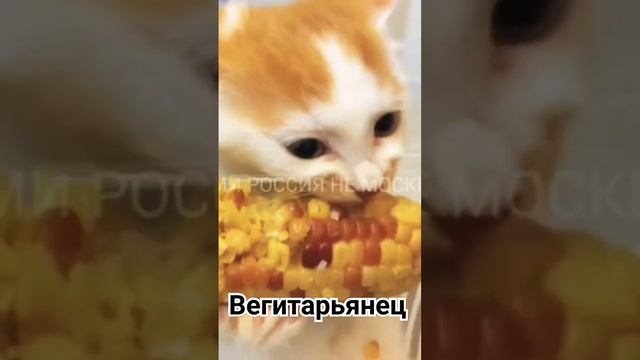 Веган КОТЭ? #веган #кот #кукуруза