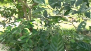 Дружба русских девушек в иммиграции: Флорида Ялта, Квик и Люба Рид