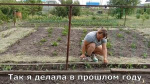 Как подвязать горох и получить шикарный урожай