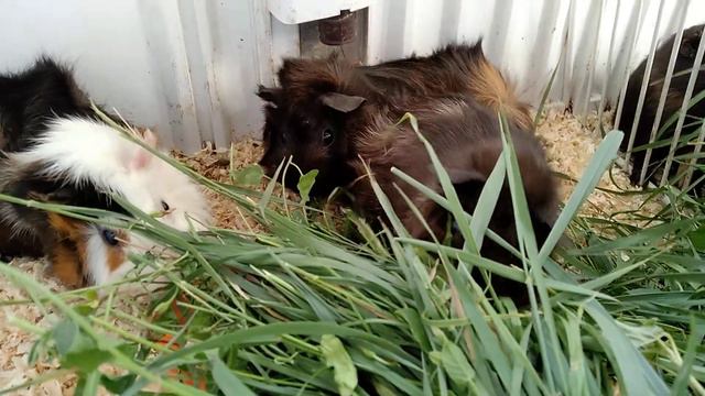 Морские свинки 💚💚💚 очень любят сочную траву. смотреть онлайн