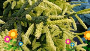 Ель восточная Голден Старт. Краткий обзор, описание характеристик picea orientalis Golden start