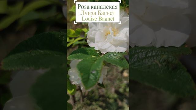 Луиза Багнет: Тайна канадской розы.💐