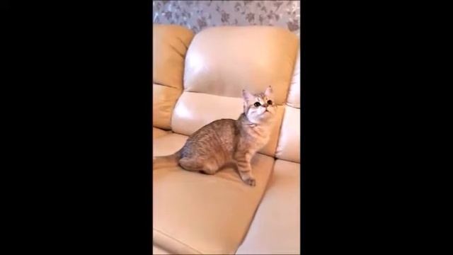 Красавица Фиона в золотом окрасе! Британские котята питомника. Элитные британцы.