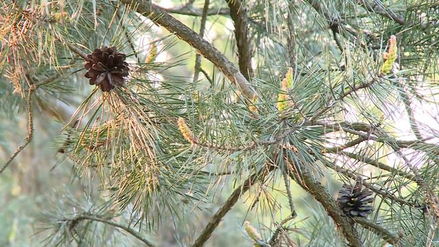 TKB - Syrop z pędów - 12.05.2016 смотреть онлайн