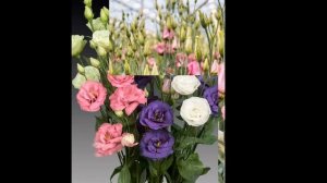ЭУСТОМА  (EUSTOMA)  сем. Горечавковые