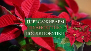 Пересаживаем пуансеттию после покупки?
