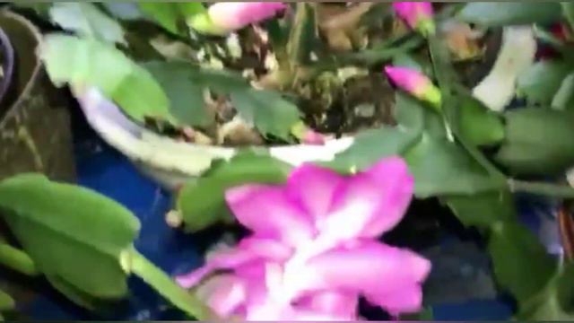How to take care of blooming Christmas Christmas cactus смотреть онлайн