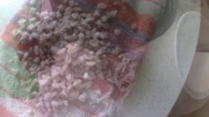 Как запарить перловку для рыбалки