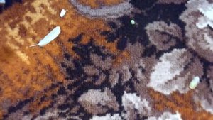 ЛИНЬКА У ПОПУГАЯ//КАК ЛИНЯЕТ ПОПУГАЙ//ЧТО ДЕЛАТЬ В ПЕРИОД ЛИНЬКИ//ТОША ЛИНЯЕТ//зеленый попугайчик T