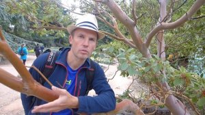 Бесстыдница или курортница? Какое дерево называют бесстыдницей?