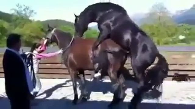 лошадей мир животных 2018 смотреть онлайн