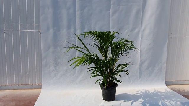 אריקה 10 ליטר משתלת זר אביב. zeraviv.com смотреть онлайн