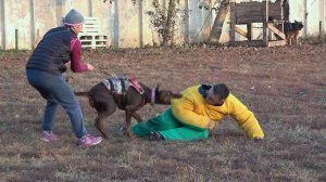 ПОТРЯСАЮЩЕ!!! Шикарная работа ДОБЕРМАНА по защите и охране хозяйки. СТРАЖ. Одесса. Украина.