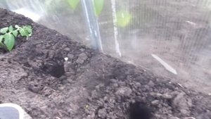 ТОМАТ БУЯН - САМЫЙ НЕПРИХОТЛИВЫЙ СОРТ ДЛЯ ОЧЕНЬ ЗАНЯТЫХ ОГОРОДНИКОВ! Ольга Чернова.