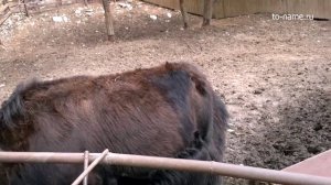 Буйвол и Як