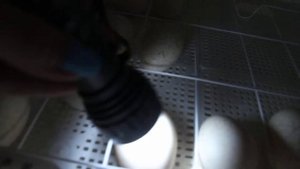 Овоскопирование индюшиных яиц на 10 сутки.