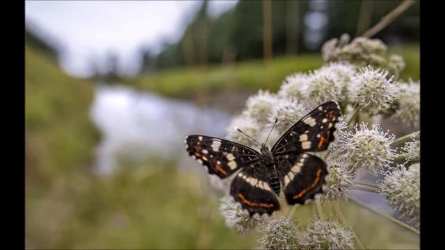 📗📖Мир - Это Твое Кино📖📗Рецепт От АДАМСА #Аудиокнига смотреть онлайн