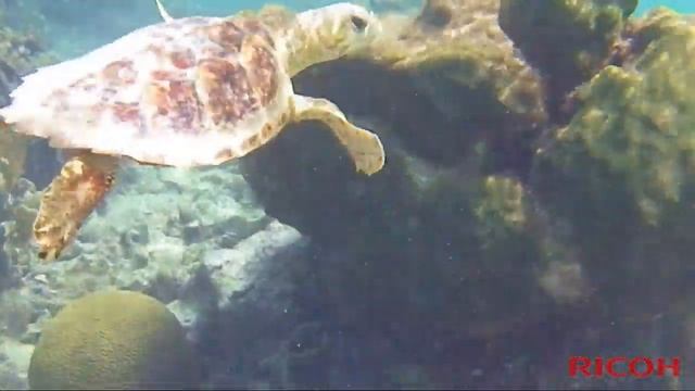 Ricoh WG 20 waterproof camera test смотреть онлайн