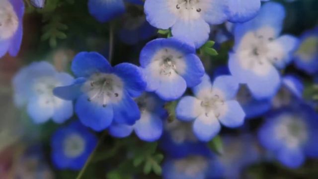 Nemophila Baby Blue Eyes
