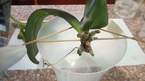 Как нарастить корни орхидее/орхидея без корней, что делать? Как спасти орхидею?