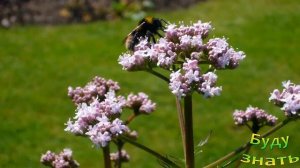 Травы Сердца - Эти растения полезнее всего для сердца и сосудов...