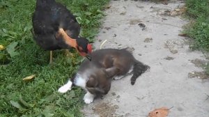 Как избавить кота от блох