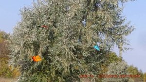 Лох узколистный (elaeagnus angustifolia) ? узколистный лох обзор: как сажать, саженцы лоха