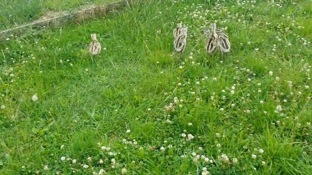 Серый Нанду с выводком смотреть онлайн