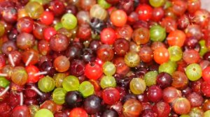 КРЫЖОВНИК ПОЛЬЗА ИЛИ ВРЕД? все о крыжовнике, крыжовник польза и противопоказания