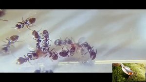 Муравьи кушают дрозофил в макро.