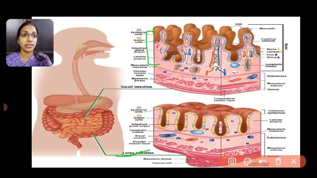 Theory Lecture on Histology of GIT- part 3 (Small and Large Intestine)... смотреть онлайн