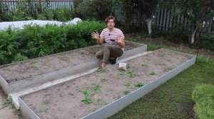 Сидераты: почему их нужно сажать и как это делать правильно?