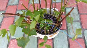 ? Размножение винограда зелеными черенками летом. Выращивание саженцев из зеленых черенков.